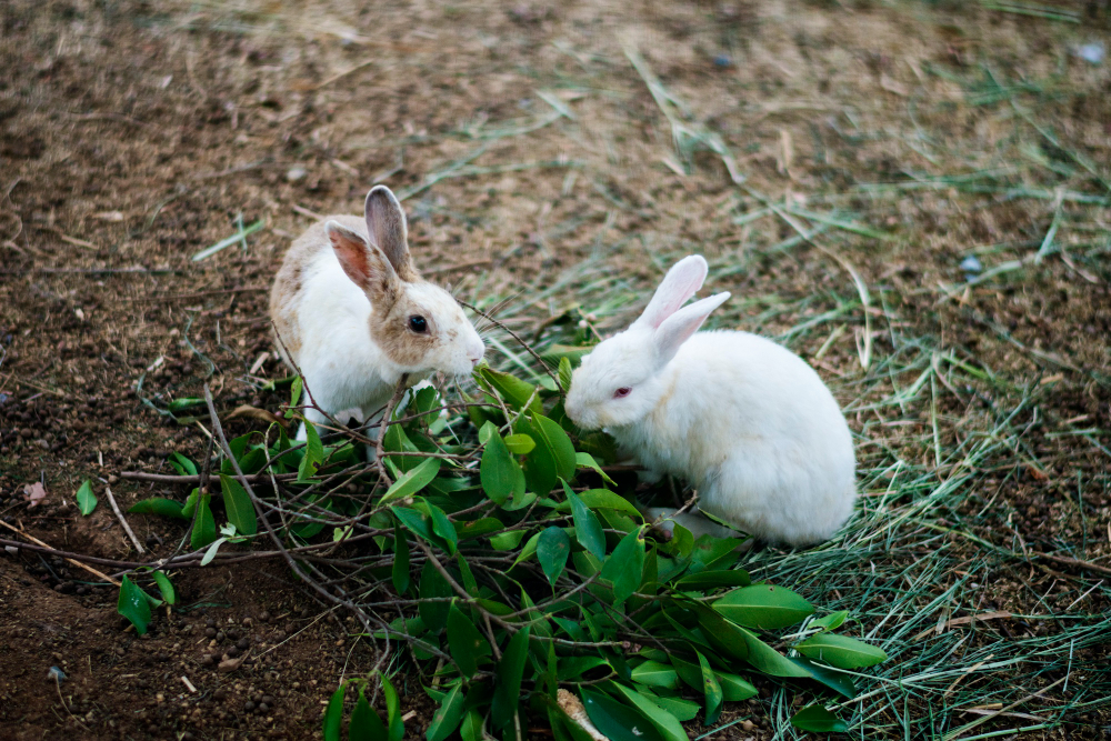 a bunny and rabbit next to some leaves
