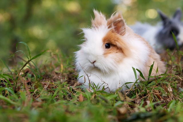 Small hamster on grass