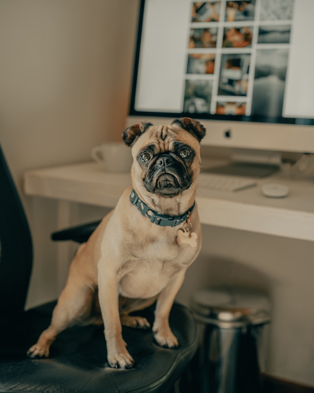 pug sitting on an office chair next to a table with a computer